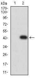 EM1710-99_2.jpg
