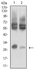 EM1712-22_3.jpg
