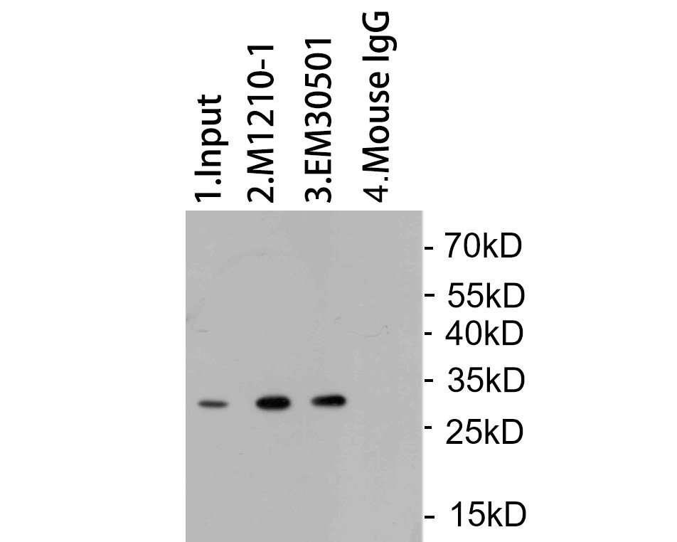 EM30501_3.jpg