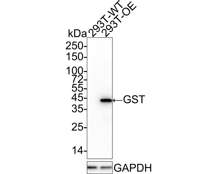 EM80701_1.jpg