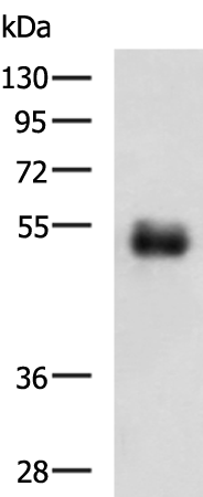ER1919-35_1.png