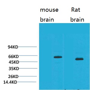 ER60109_1.jpg