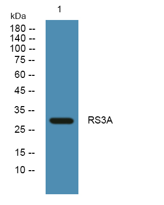 ER60412_1.jpg