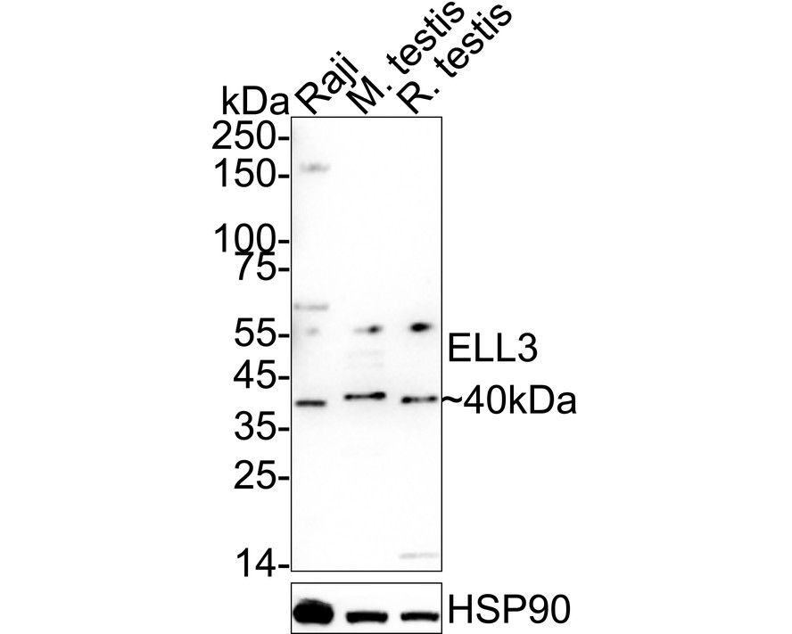 ER61160_1.jpg