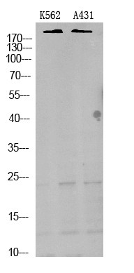 ER61334_1.jpg