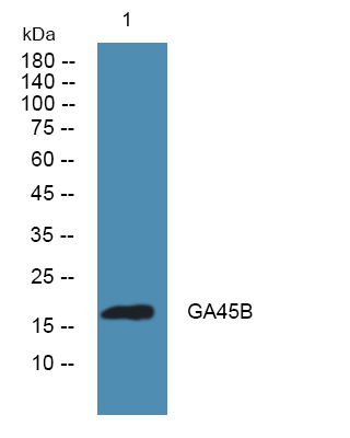 ER61480_1.jpg