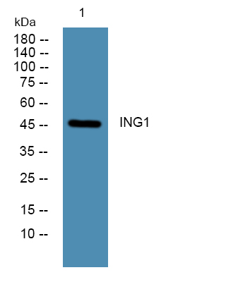 ER61664_1.jpg