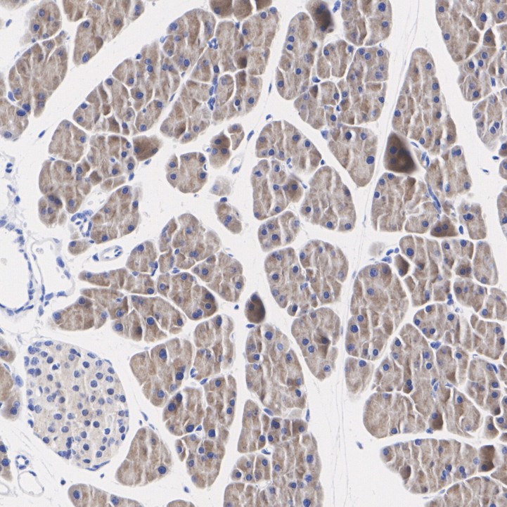 ER61893_5.jpg