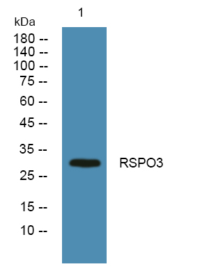 ER61940_1.jpg