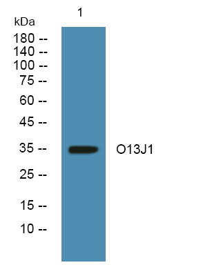 ER62160_1.jpg