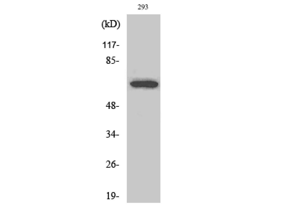ER62707_1.jpg