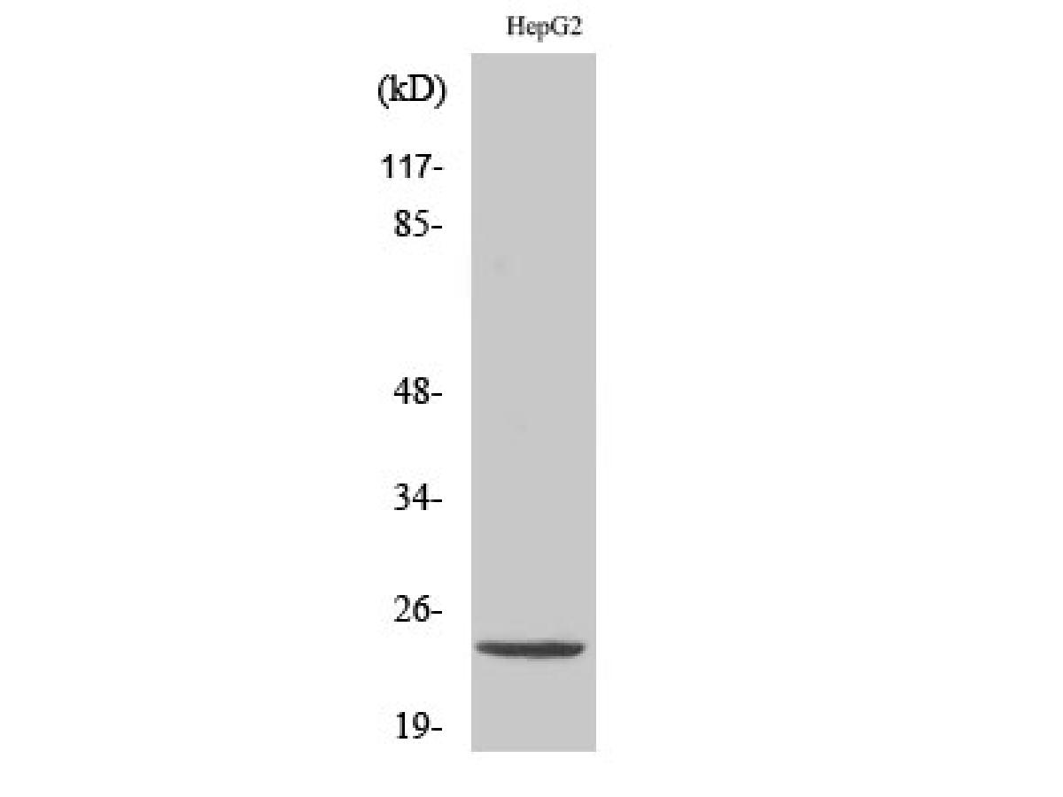 ER62767_1.jpg
