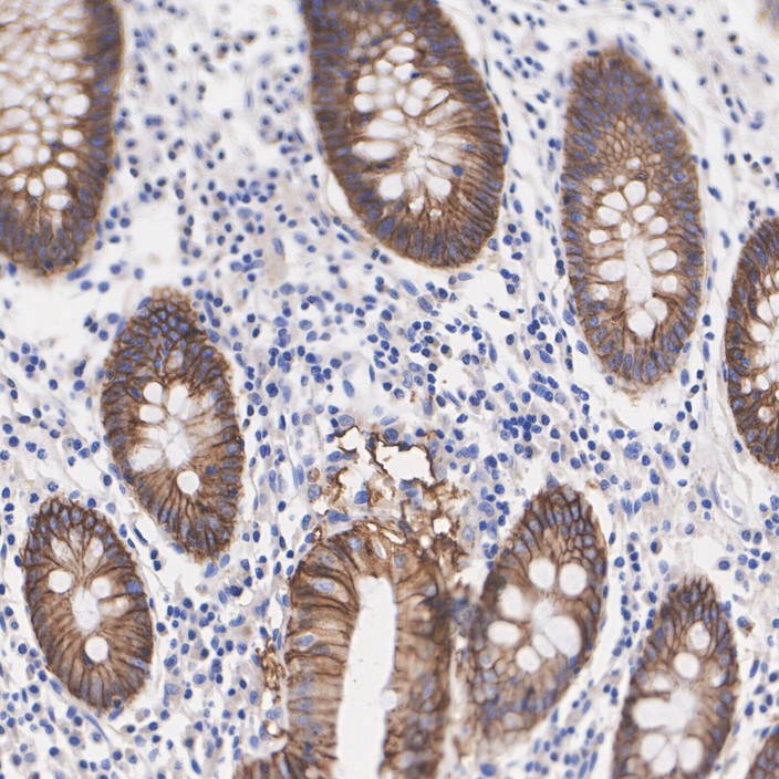 ER62856_4.jpg