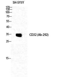 ER62945_1.jpg