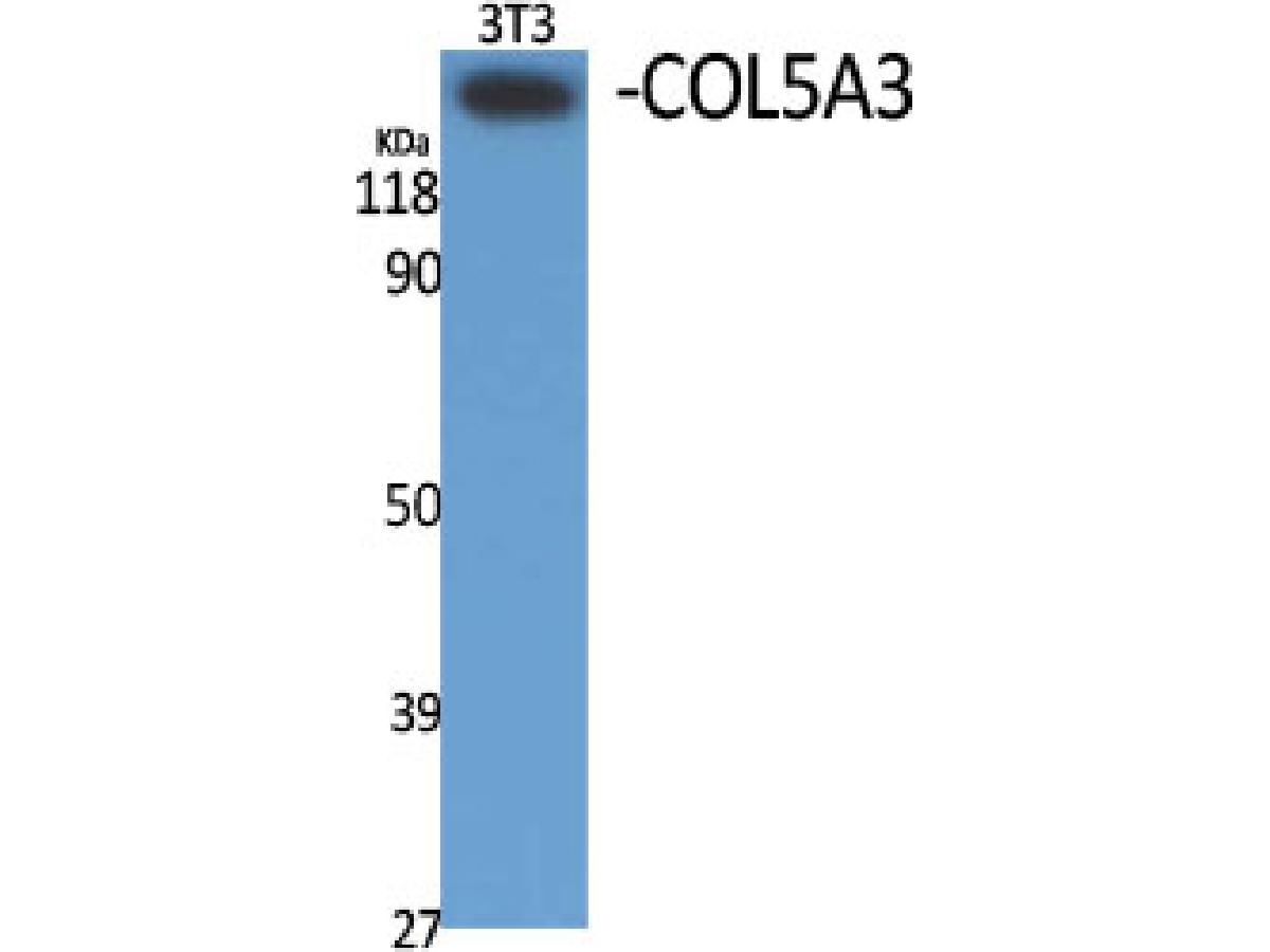 ER63078_1.jpg