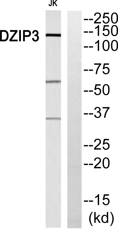 ER63305_1.jpg