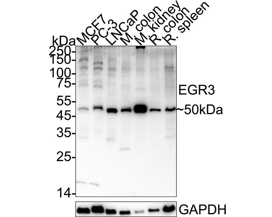 ER63324_1.jpg