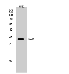 ER63458_1.jpg