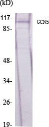 ER63516_1.jpg