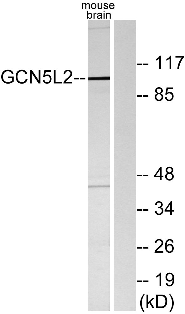 ER63516_4.jpg