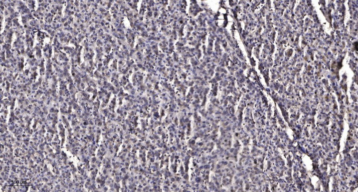 ER63762_1.jpg