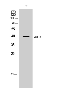 ER63929_1.jpg