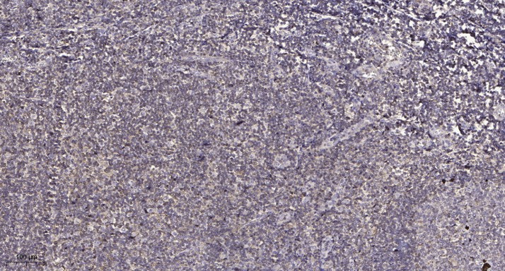 ER63984_4.jpg