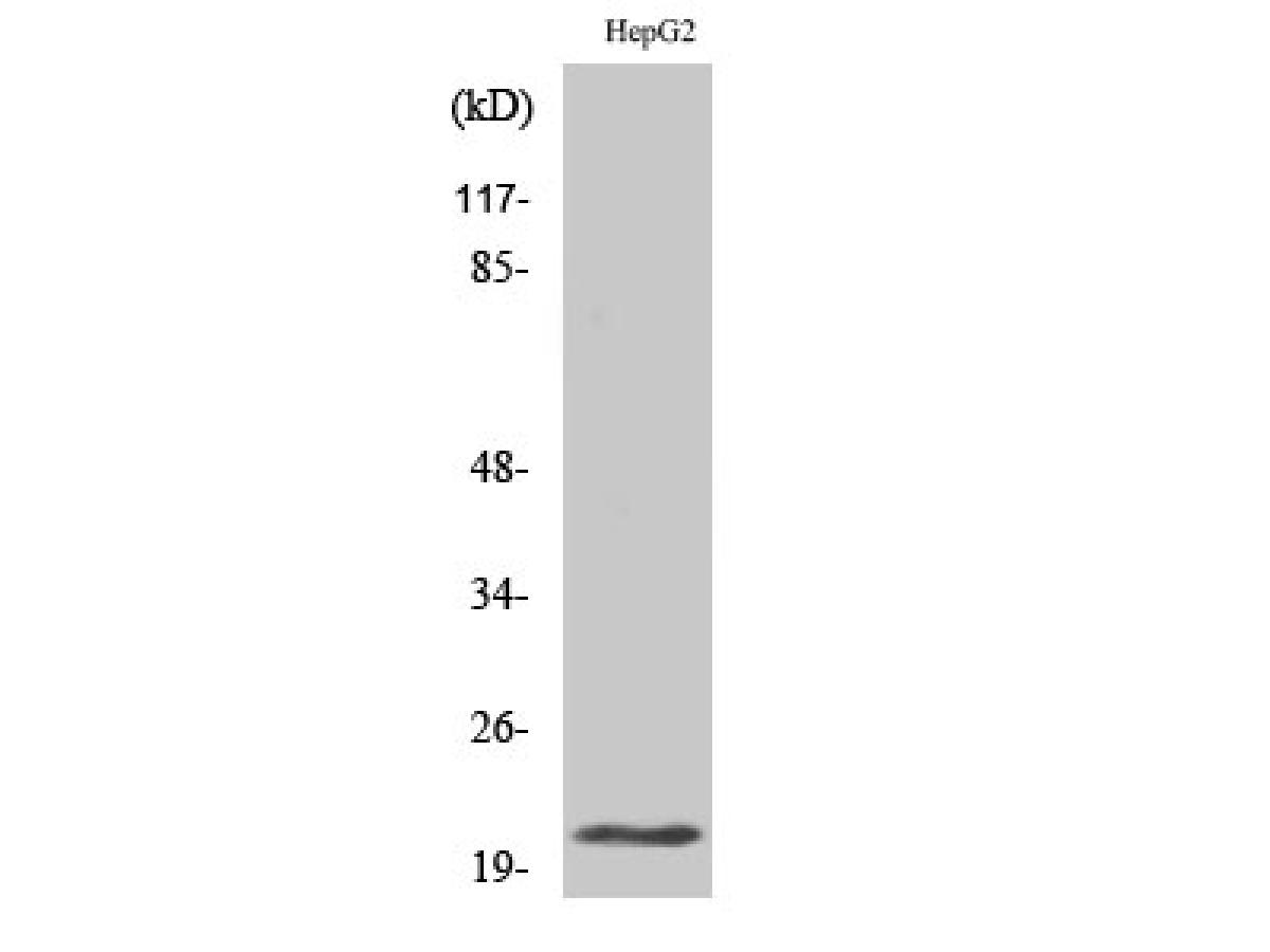 ER64031_1.jpg