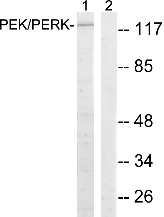 ER64553_1.jpg