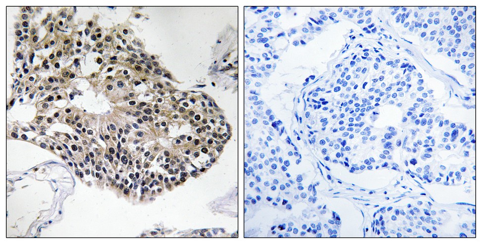 ER64858_1.jpg