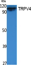 ER65407_1.jpg