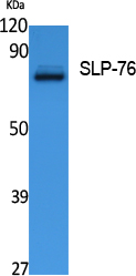 ER65421_1.jpg