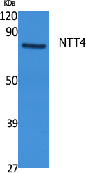 ER65440_1.jpg