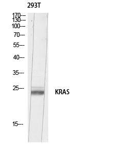 ER65706_1.jpg