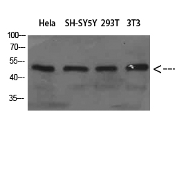 ER65714_1.jpg