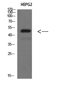 ER65717_1.jpg