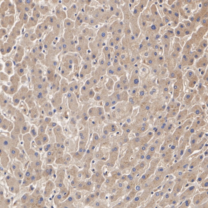 ER65786_1.jpg