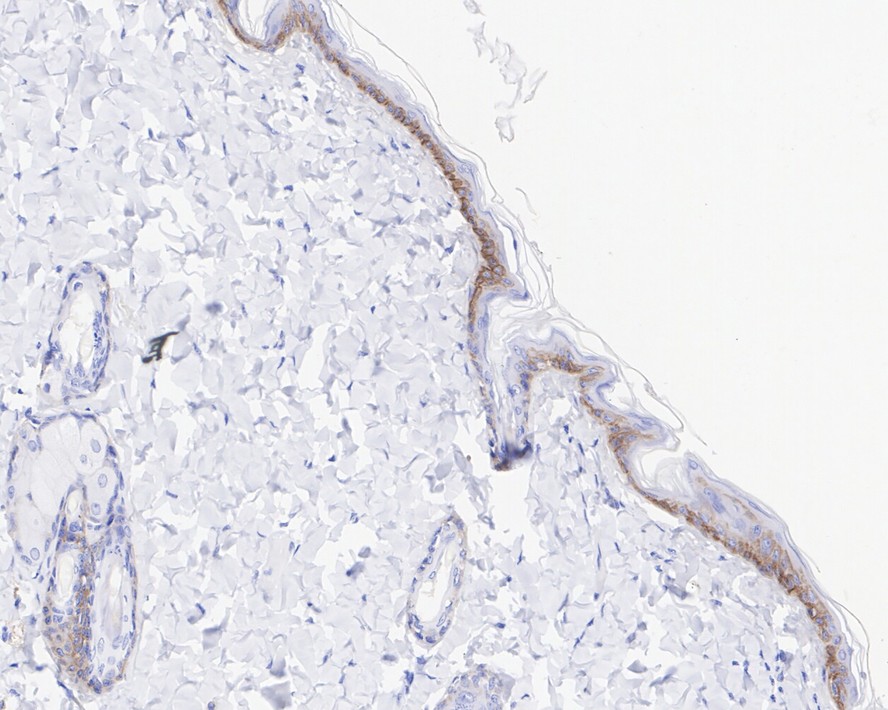 ET1602-14_5.jpg