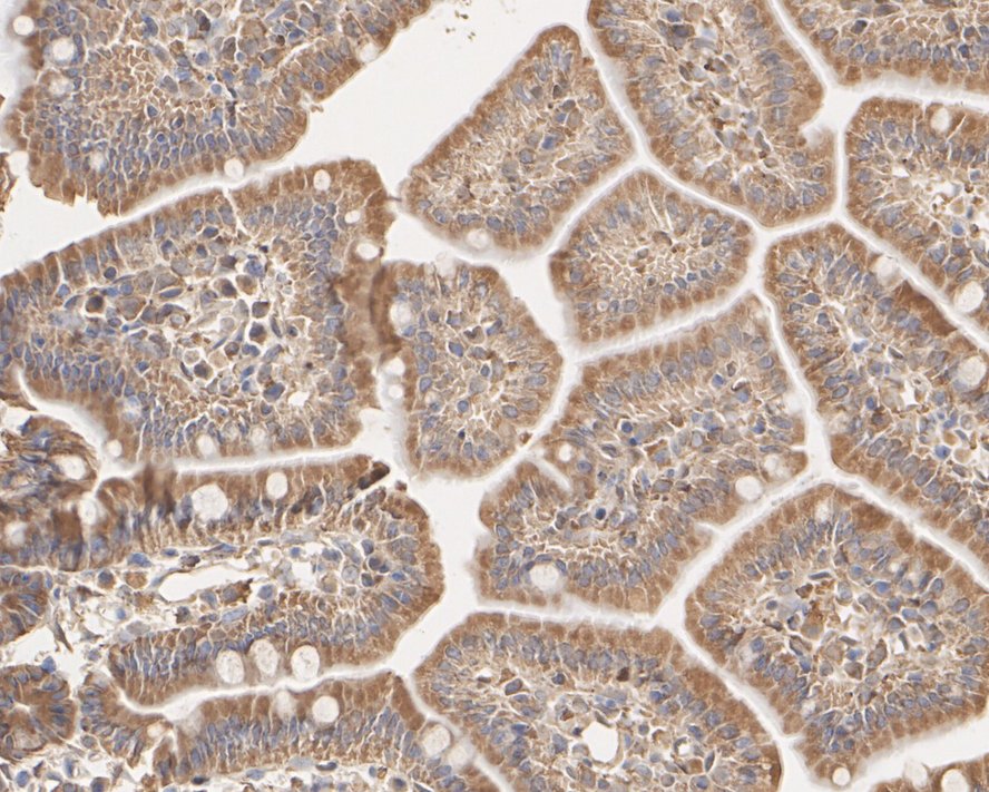 ET1605-56_11.jpg