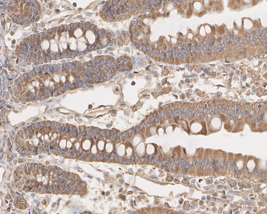 ET1605-56_9.jpg
