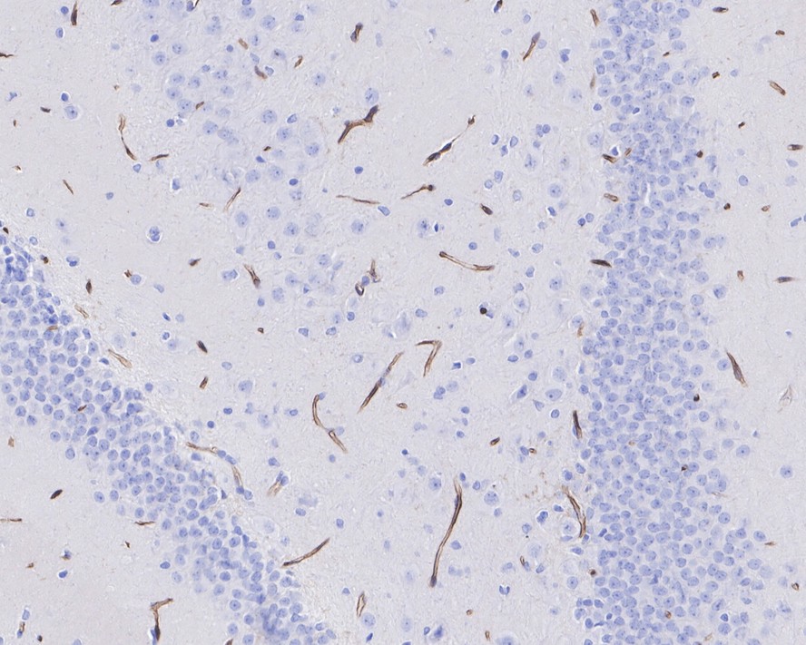 ET1606-11_15.jpg