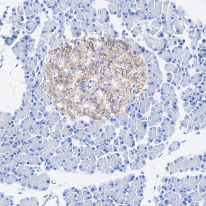 ET1607-37_9.jpg
