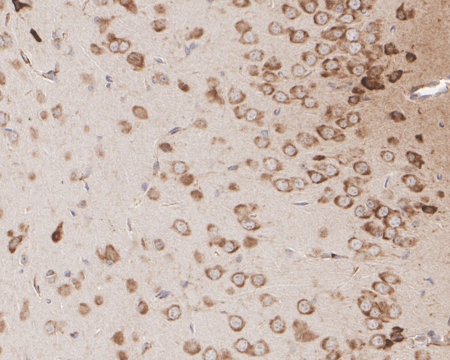 ET1607-71_13.jpg