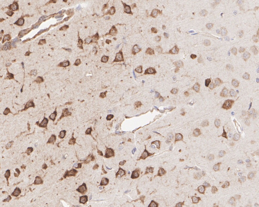 ET1607-71_14.jpg