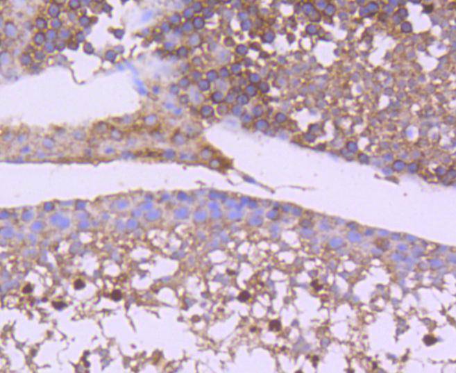 ET1607-71_8.jpg