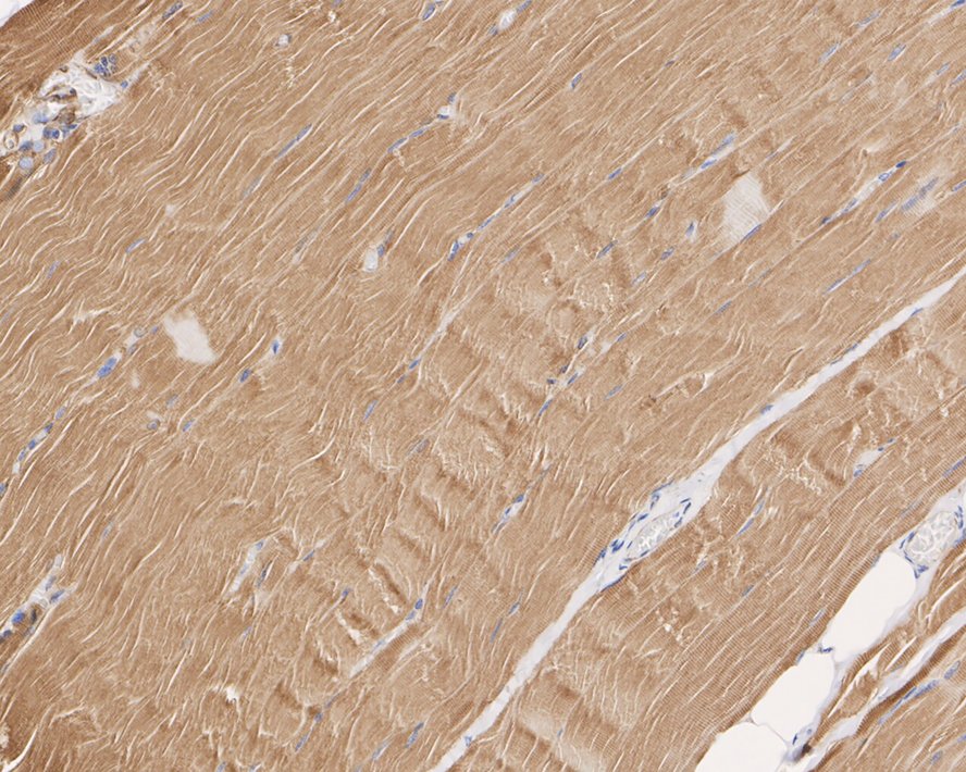 ET1607-80_2.jpg