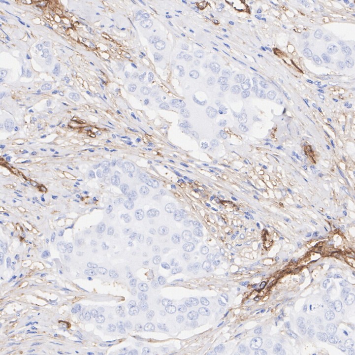 ET1608-46_3.jpg