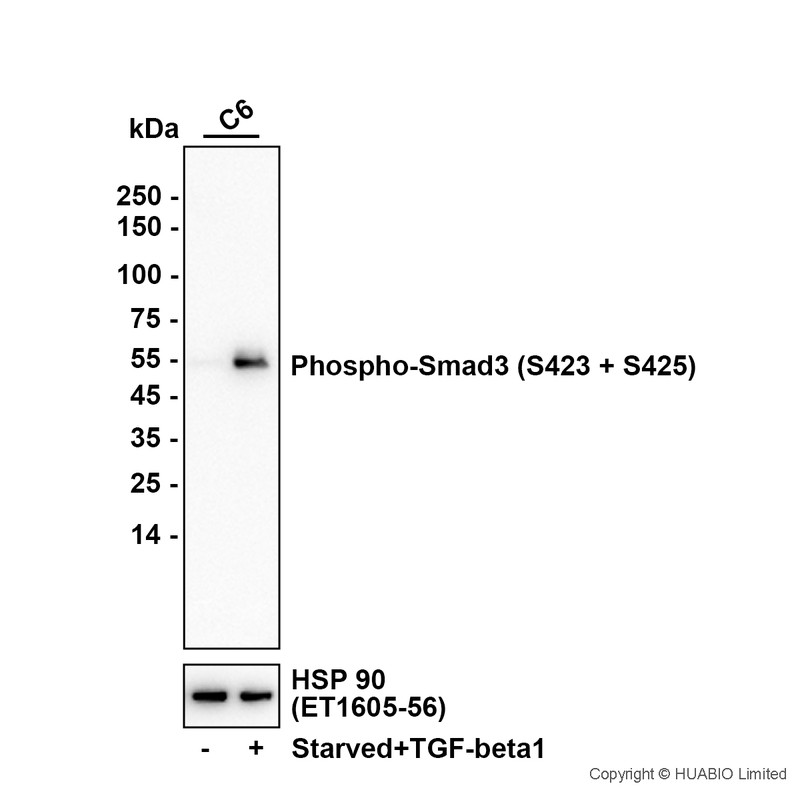 ET1609-41_10.jpg