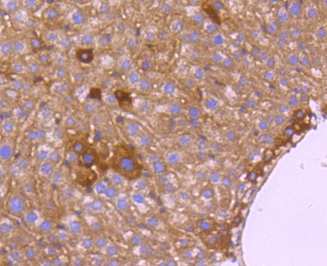 ET1609-73_5.jpg