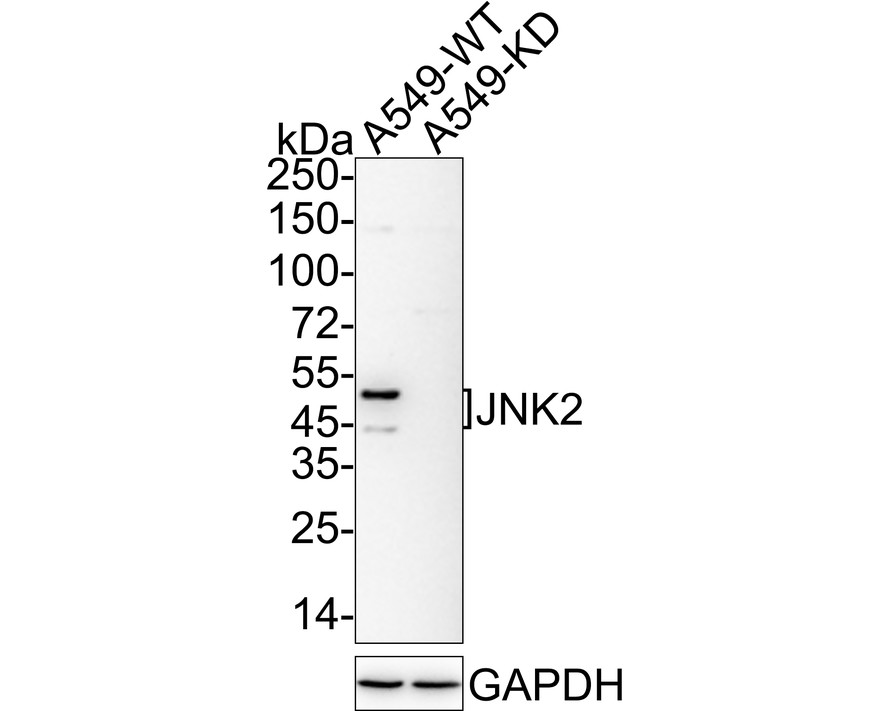 ET1610-11_1.jpg